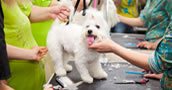 Curso de Peluqueria Canina Profesional Presencial - Con Practicas
